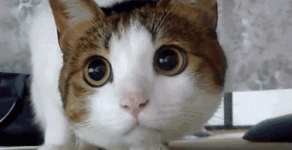 1000037332.gif