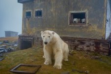 dmitry-kokh-polar-bears-6.jpg