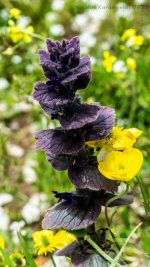 someflowers-2-final.jpg
