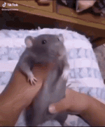1000034726.gif