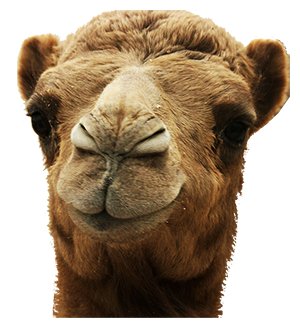 Camel-Copy.jpg